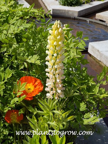 Lupine Gallery Yellow